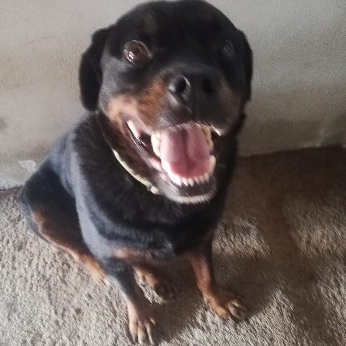 Nino's Builders Association llc.org